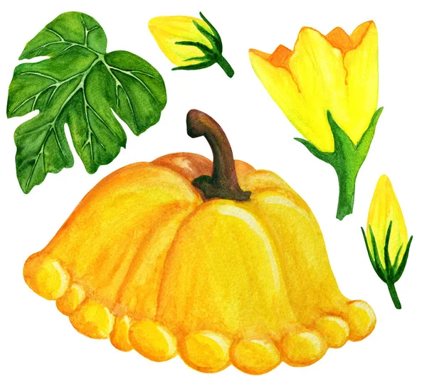 Orange Pattypan Courge Fleurs Éléments Végétaux Aquarelle Ensemble Légumes Jaunes — Photo