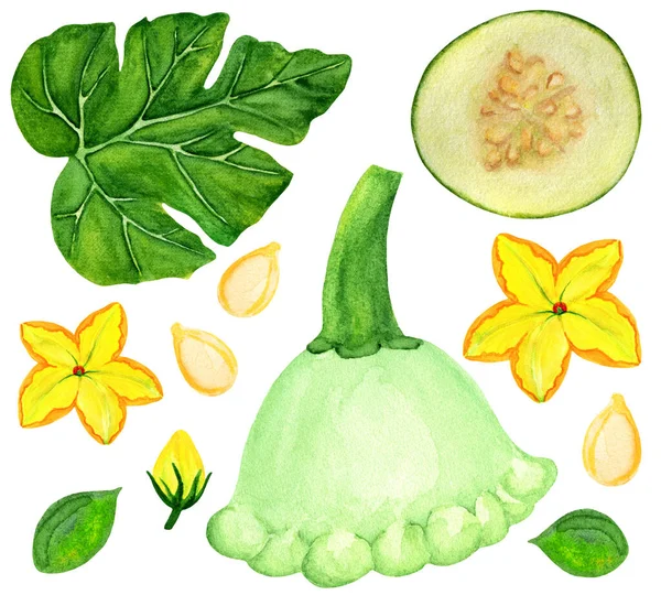 薄緑色のペイストリーの要素を水彩セット 葉が白い背景に孤立しているタイプのスカッシュ 新鮮な黄色と緑の野菜セット — ストック写真