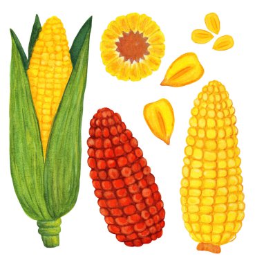 Altın ve kırmızı mısır suluboya seti