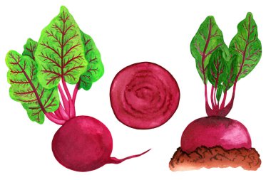 Suluboya pancar seti izole, beyaz arkaplan