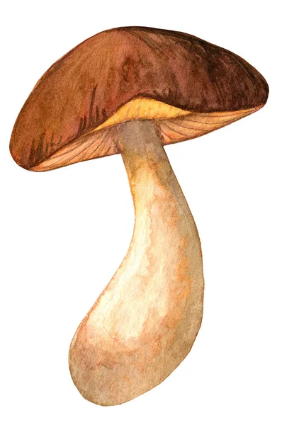 Porcini aquarela isolado no fundo branco — Fotografia de Stock