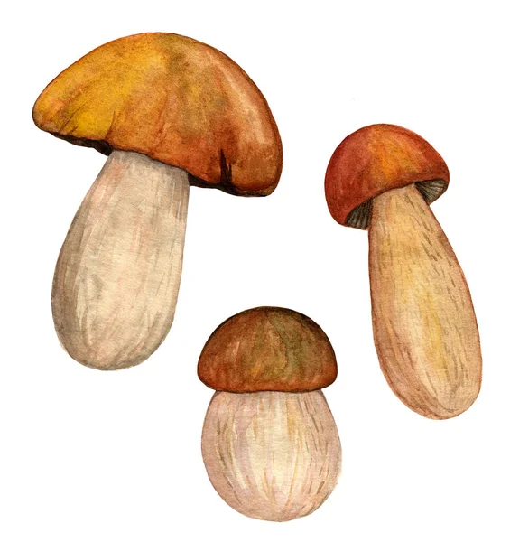 Acquerello porcini set isolato sfondo bianco — Foto Stock