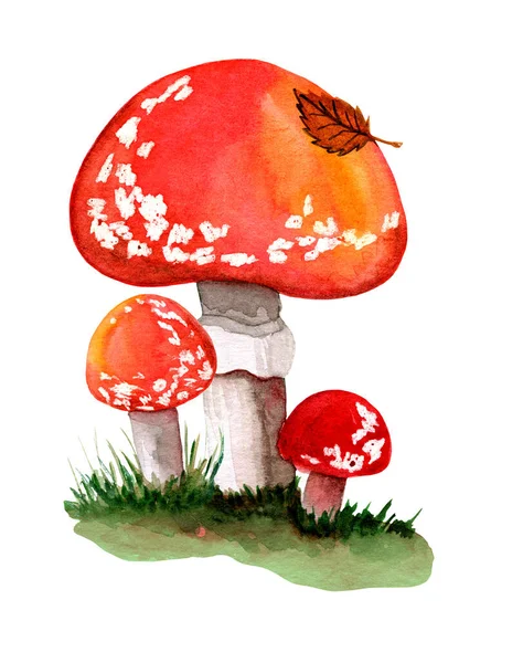 Amanita muscaria object geïsoleerde witte achtergrond — Stockfoto