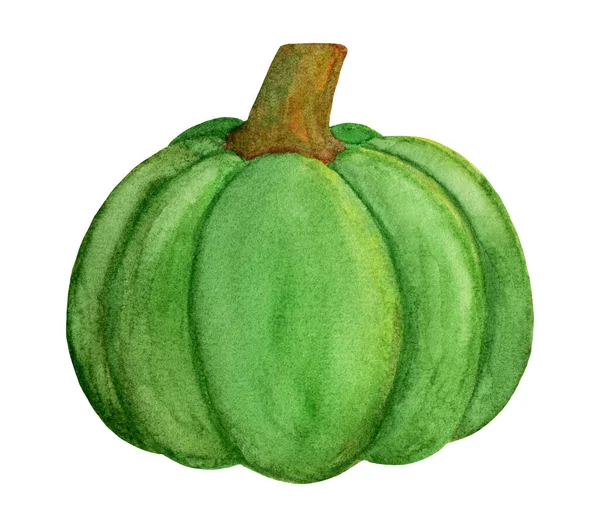 Jolie citrouille verte. Récolte de courge d'hiver — Photo