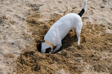 jack russell köpek plajda kumbir delik kazma, arkasında okyanus kıyısı