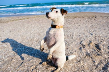 Jack russell terrier köpek bir plajda bir kum üzerinde oturan. Bahar zamanı