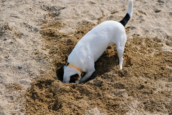 Jack russell dog digging a hole in the sand at the beach, ocean shore behind — Stock Photo, Image