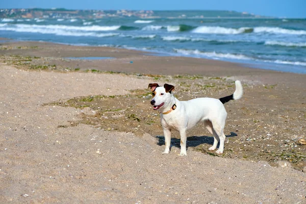 Jack Russell Hund im Sand am Strand in den Sommerferien lizenzfreie Stockbilder