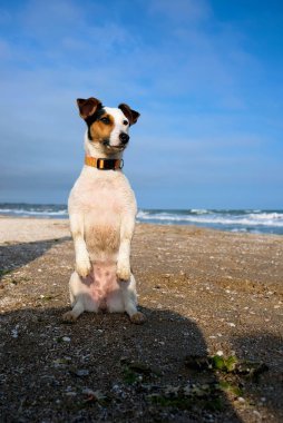 Jack russell terrier köpek bir plajda bir kum üzerinde oturan. Bahar zamanı