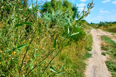 Gök ve yolda bahar medow üzerinde Yemyeşil çim.