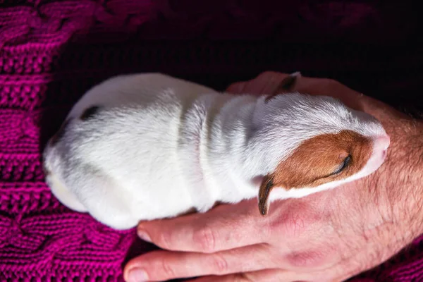 Carino cucciolo jack russell cane riposo o dormire su coperta. — Foto Stock