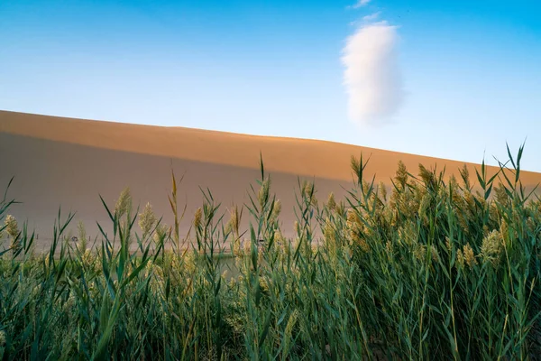 甘肃敦煌明沙山新月沙漠边的芦苇 幻想的天空中的云彩风景 天空中一片白云 — 图库照片