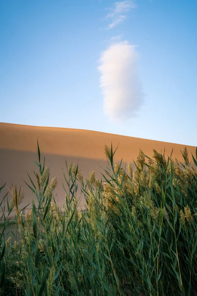 甘肃敦煌明沙山新月沙漠边的芦苇 幻想的天空中的云彩风景 天空中一片白云 — 图库照片