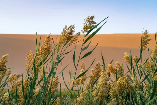 甘肃敦煌明沙山新月沙漠边上的芦苇 — 图库照片