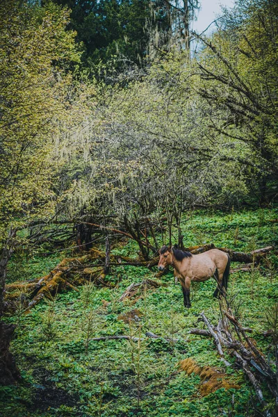 Brown Horse in the primeval forest of Changping Valley Scenic Area, Siguniang Mountain, Sichuan Province