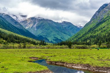 Shuangqiaogou Vadisi, Aba Tibetan 'daki Siguniang Dağı ve Qiang Özerk Bölgesi, Sichuan, Çin. Shuangqiaogou Vadisi 'ndeki dağın bulutlarındaki orman. Shuangqiaogou 'daki yaylalar.
