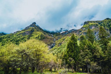 Shuangqiaogou Vadisi, Aba Tibetan 'daki Siguniang Dağı ve Qiang Özerk Bölgesi, Sichuan, Çin. Shuangqiaogou Vadisi 'ndeki dağın bulutlarındaki orman. Shuangqiaogou 'daki yaylalar.