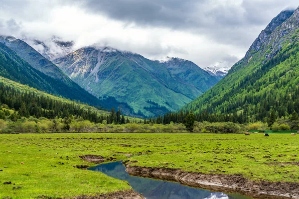 Shuangqiaogou Vadisi, Aba Tibetan 'daki Siguniang Dağı ve Qiang Özerk Bölgesi, Sichuan, Çin. Shuangqiaogou Vadisi 'ndeki dağın bulutlarındaki orman. Shuangqiaogou 'daki yaylalar.