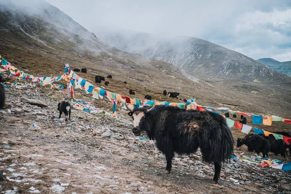 Yak ve renkli Fengma Bayrağı Zheduo Dağı, Ganzi Bölgesi, Sichuan, Çin