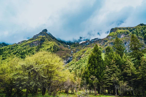 Shuangqiaogou Vadisi, Aba Tibetan 'daki Siguniang Dağı ve Qiang Özerk Bölgesi, Sichuan, Çin. Shuangqiaogou Vadisi 'ndeki dağın bulutlarındaki orman. Shuangqiaogou 'daki yaylalar.