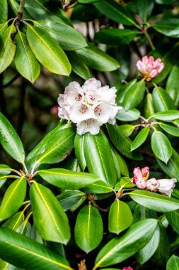 Güzel pembe Rhododendron çiçek açmış.