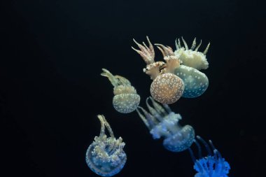 Güzel inci denizanası derin denizde yüzüyor.