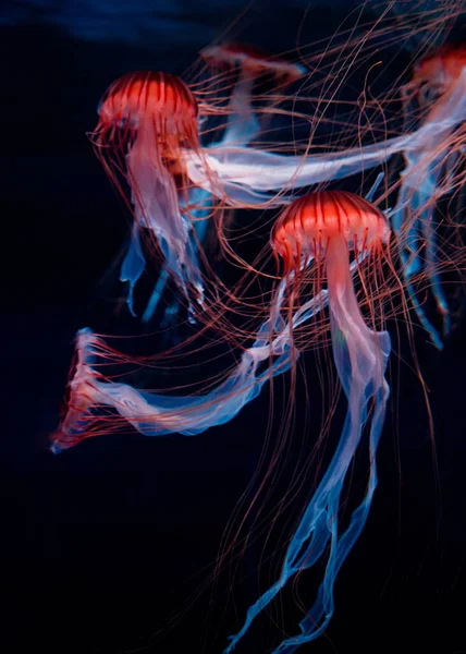 Jellyfish Swimming Deep Sea — Stock Photo, Image