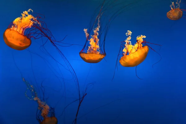 Pacific Seathorn Jellyfish Gold Medusas Café Fish Jellyfish Nadar Mar —  Fotos de Stock