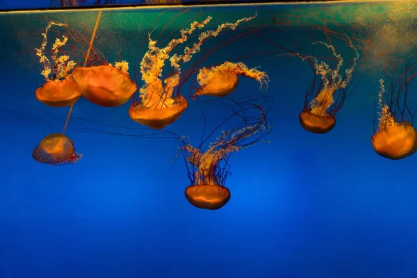 Pacific Seathorn Jellyfish Gold Coffee Jellyfish Jellyfish Swimming Deep Sea — стоковое фото