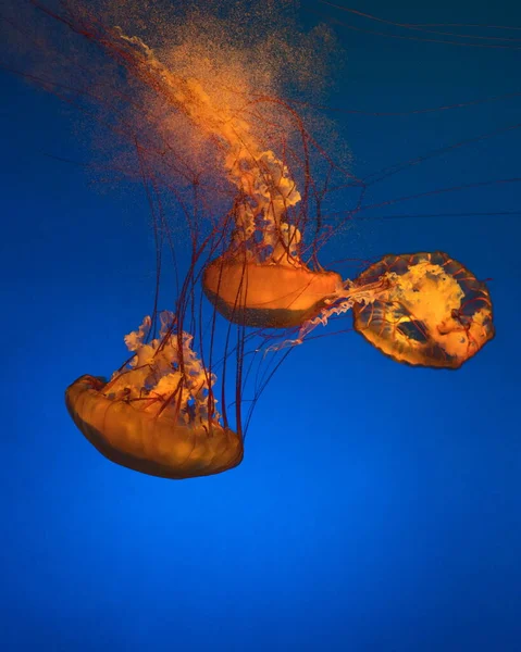 Pacific Seathorn Jellyfish Gold Coffee Jellyfish Jellyfish Swimming Deep Sea — стоковое фото