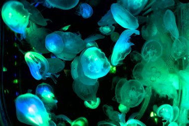 Ay denizanası derin denizde yüzüyor. Derin denizde yüzen denizanası..