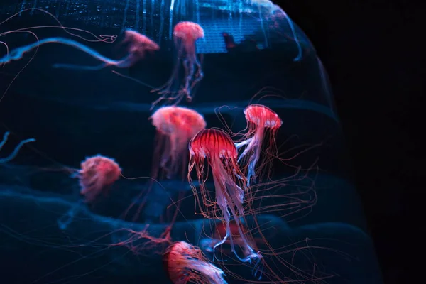 jellyfish swimming in the deep sea