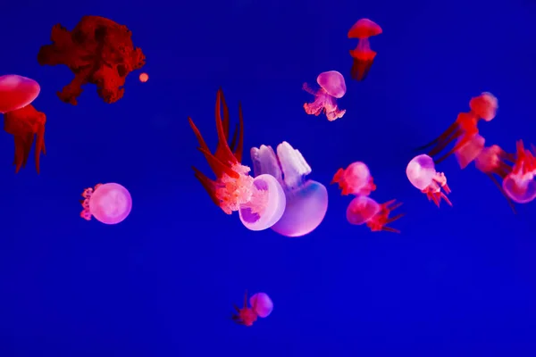 Jellyfish Swimming Deep Sea — Stock Photo, Image