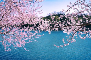 Pembe çiçekler baharda mavi gölde açar.