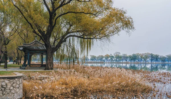 中国北京颐和园昆明湖秋冬芦苇 — 图库照片