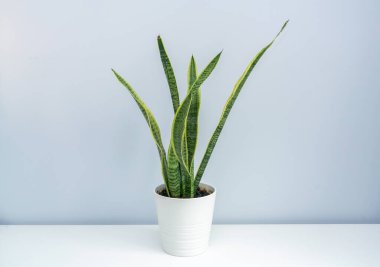 Beyaz masada bir kaplan orkidesi. Beyaz masada bir kase Sansevieria trifasciata..