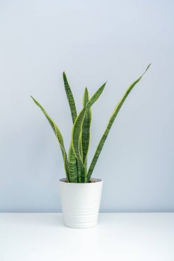 Beyaz masada bir kaplan orkidesi. Beyaz masada bir kase Sansevieria trifasciata..