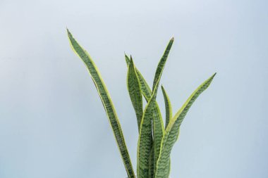 Beyaz masada bir kaplan orkidesi. Beyaz masada bir kase Sansevieria trifasciata..