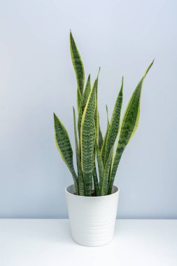 Beyaz masada bir kaplan orkidesi. Beyaz masada bir kase Sansevieria trifasciata..