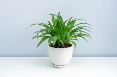 Beyaz masada bir kap klorofil. Beyaz bir masada yeşil yaprak örümceği var.