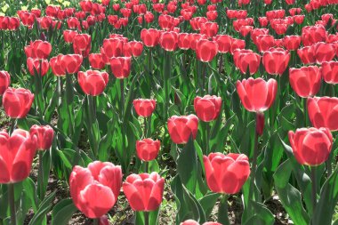 Güzel kırmızı laleler rüzgarda sallanıyor