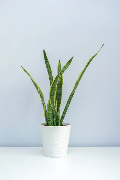 Beyaz masada bir kaplan orkidesi. Beyaz masada bir kase Sansevieria trifasciata..