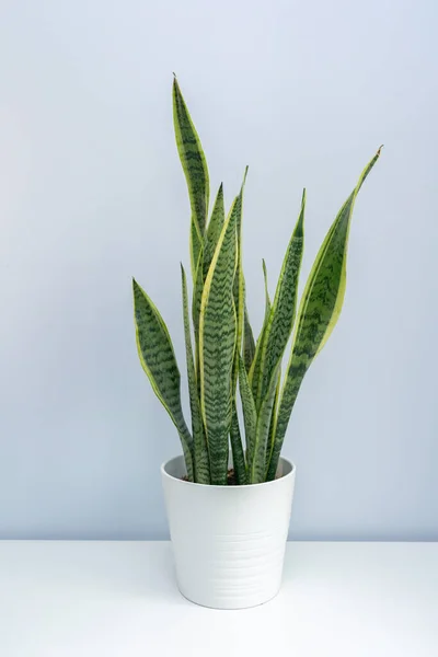 Beyaz masada bir kaplan orkidesi. Beyaz masada bir kase Sansevieria trifasciata..
