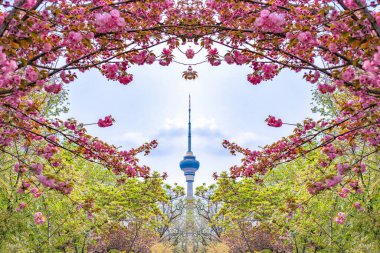 Yuyuantan Park, Pekin, Çin 'de kiraz çiçekleri. TV kulesine bakan kiraz çiçeği bahçesinden