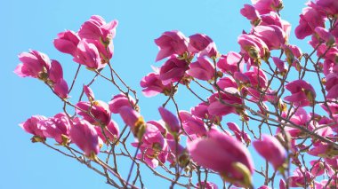Mor manolya çiçekleri mavi arkaplanın önünde. Bahar manolyası çiçekleri. Mor Manolya rüzgarda savruluyor. Pembe manolya mavi arkaplandan önce çiçek açar.