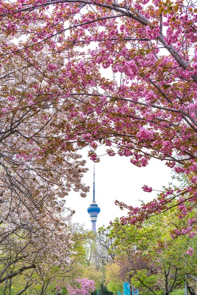 Yuyuantan Park, Pekin, Çin 'de kiraz çiçekleri. TV kulesine bakan kiraz çiçeği bahçesinden