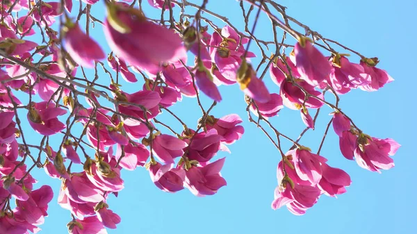 purple magnolia flowers in front of blue background. Spring magnolia flowers. purple Magnolia in the wind. Pink magnolia in full bloom before blue background.