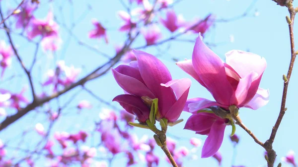 Purpurowe Kwiaty Magnolii Przed Niebieskim Tłem Wiosenne Kwiaty Magnolii Fioletowa — Zdjęcie stockowe