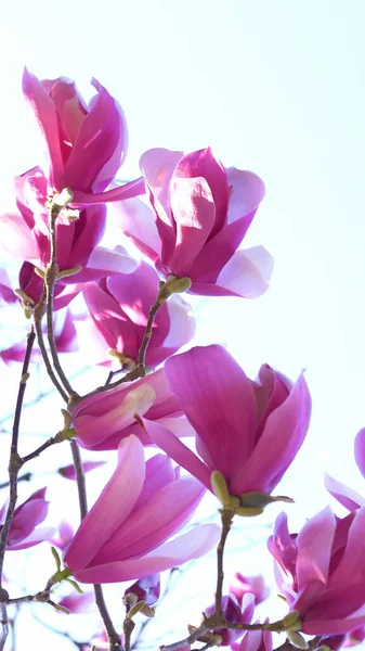 Różowa Magnolia Pełnym Rozkwicie Przed Białym Tłem Fioletowy Magnolia Pełnym — Zdjęcie stockowe