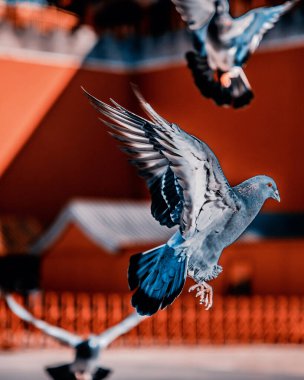 Pekin, Çin 'deki Yasak Şehir Meydanı' ndaki güvercinler. Pekin Yasak Şehri 'nde Kızıl Duvar' ın önünde uçan güvercinler. Resimdeki plaketin Çince çevirisi: Meridian Kapısı.